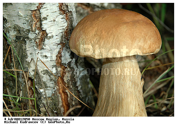 Білий гриб-березова форма - Boletus edulis f. beticola